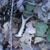 Darček ku narodeninám od sv.Huberta:-)