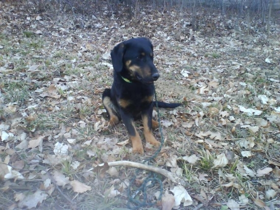 Už má aj Jelení....