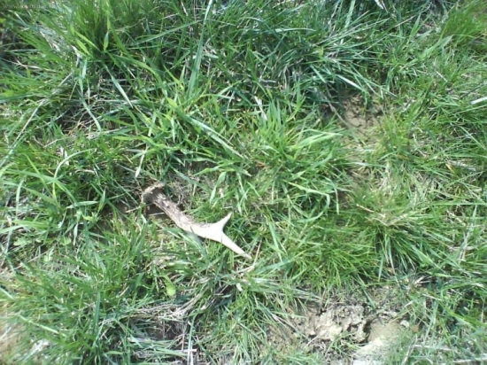 Dnešná prechádzka revírom....