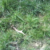 Dnešná prechádzka revírom....