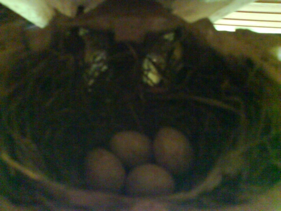 Hadajte v čom je to hniezdo:-)