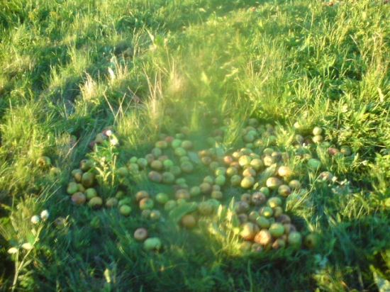 Aj sme zakrmili ale diviaci neprišli..