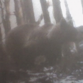 medved na prechadzke