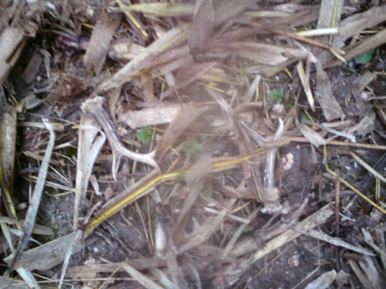 Moja prvá srnčia pára.. :-)