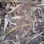 Moja prvá srnčia pára.. :-)