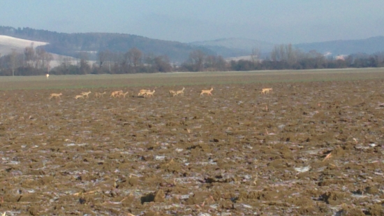 14 Ks srnčej ..:)