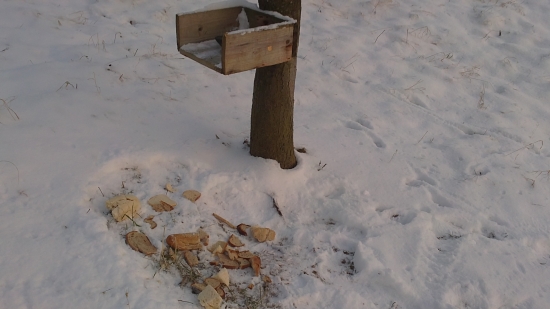 Dnešné prikrmovanie..