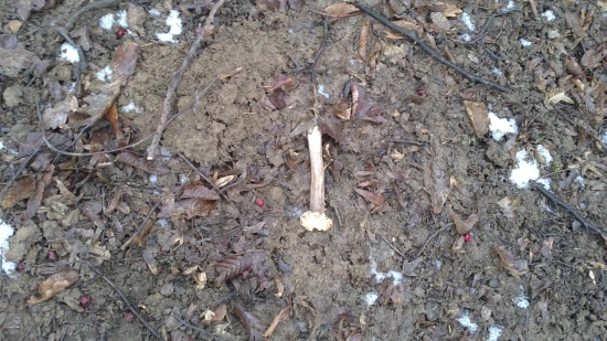 Moj dnešný srnčí parožtek :D Prví v roku 2011