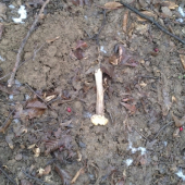 Moj dnešný srnčí parožtek :D Prví v roku 2011