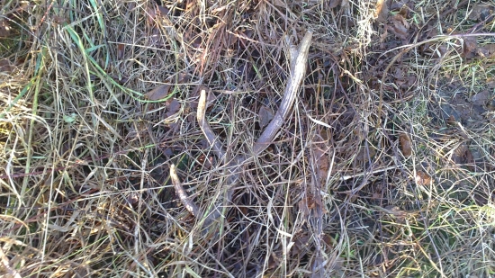 Moj dnešný Jelení :D