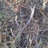 Moj dnešný Jelení :D