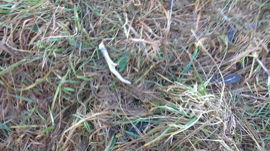 Moj dnešný srnčí :D