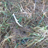 Moj dnešný srnčí :D