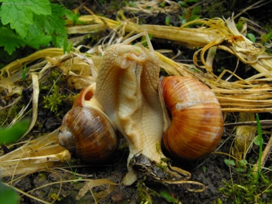 spolu