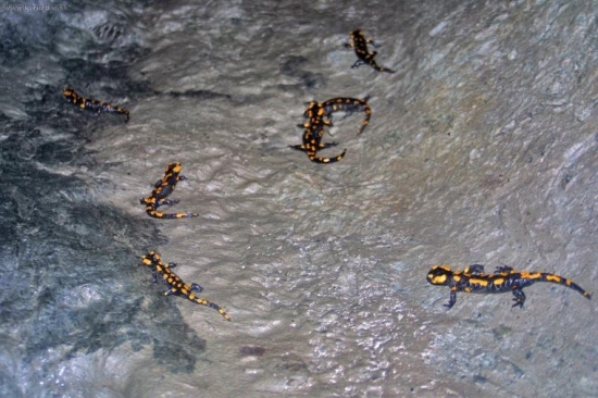 salamandra