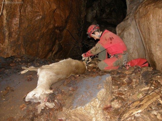 Srnec spadnuty v 100m priepasti-jaskyni