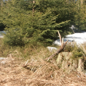 dvanástorák 2,70kg
