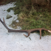dneskajší dvanástorák 1,50kg