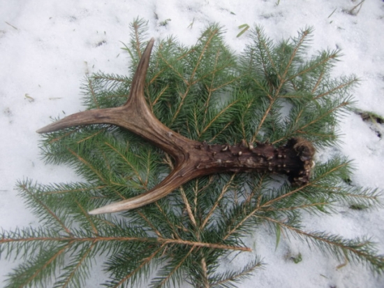 dneskajši krásavec1