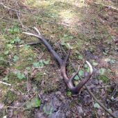 dvanástorák vlanajši 3kg