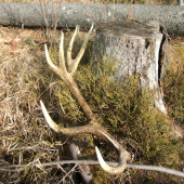 stary dvanastorak 3 kg