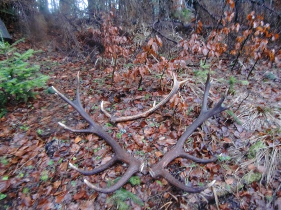 dvanastorak plus bonus