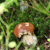 rozlučkoý