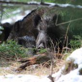 prvá fotka v novom roku