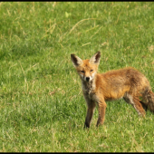 Fuchs