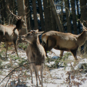 kamoši