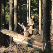 lykáč