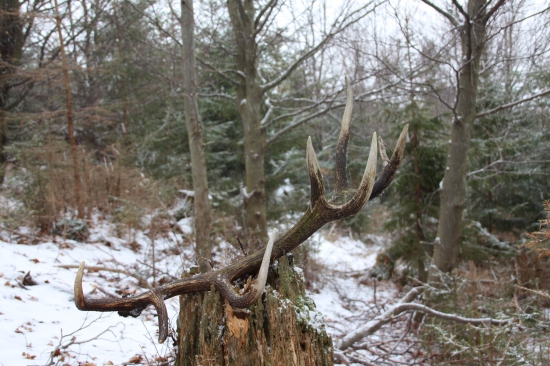 16 torák v plnej kráse