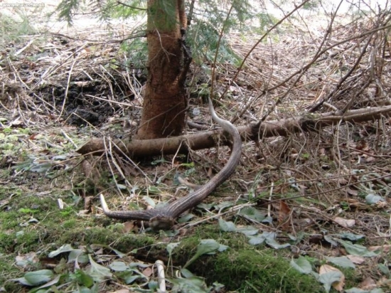 velký sviatok malý zhod