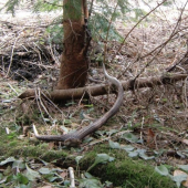 velký sviatok malý zhod