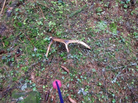 Dodo dohladal som ho :))