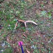 Dodo dohladal som ho :))