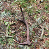 škoda  že su staré