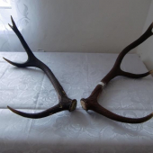 lavi najdeny 12.3.08 pravi včera :)