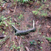 keby vedel rosprávat