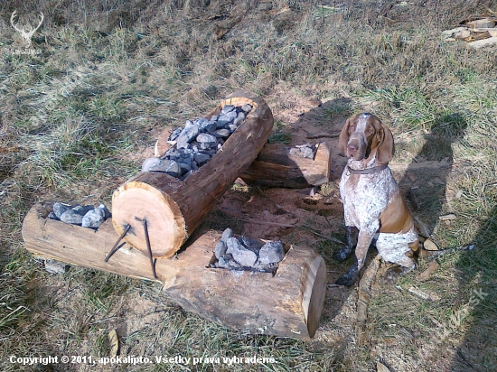 Náš rodinný miláčik, talianský stavač, Perlita.