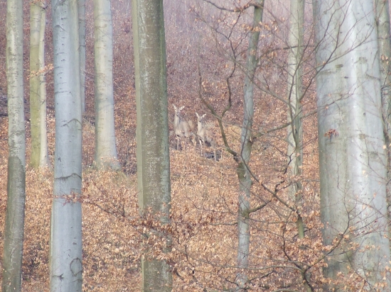 jeleničky