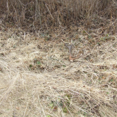 prvy pohlad... to bolo radosti