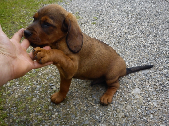 daxlik novy spoločnik