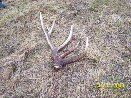 neskajši 14toračik...