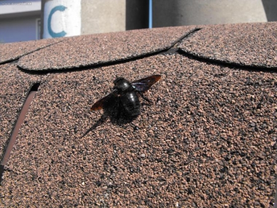 Neviem čo je to za hmyz je to veľké ako čmelia