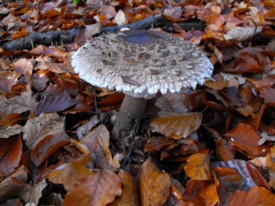 pekná jesenná nedeľa