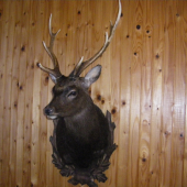 Sika