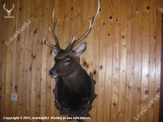 Sika