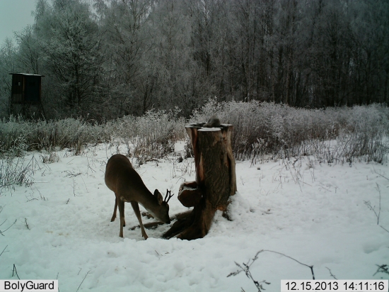 Ešte keď mal  obidva parôžky