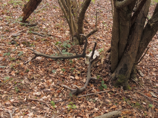 Dnešná prechádzka